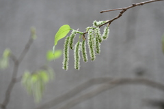 Morus alba